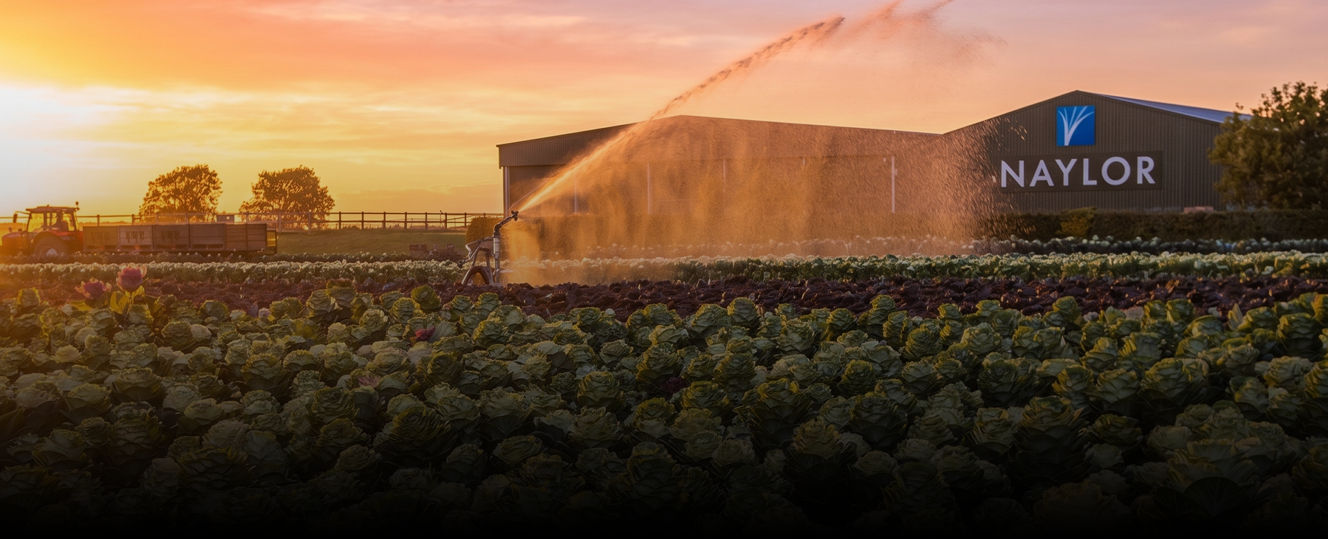 Naylor Flowers British Flower Grower